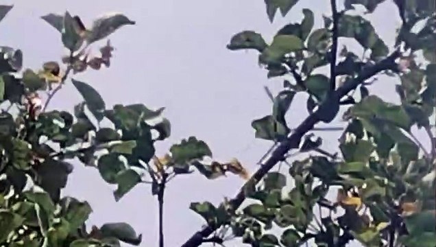 Polonya, Belarus sınırındaki asker sayısını artırarak savaş helikopteri dahil ilave güçler konuşlandırıyor