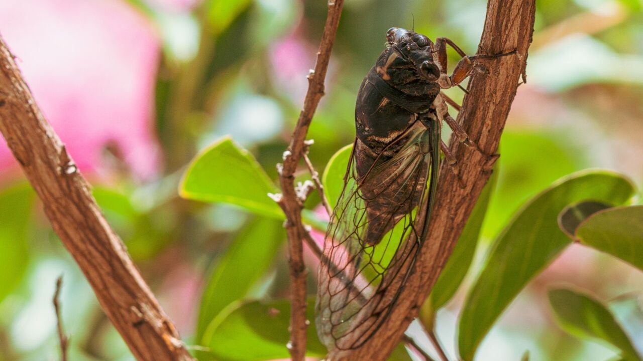 How Cicadas Create That Distinct Noise