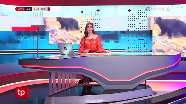 Matan a un oso jucumari en Chuquisaca; hay tres aprehendidos