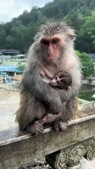 Energize the mother monkey to protect the baby monkey in the cold rain