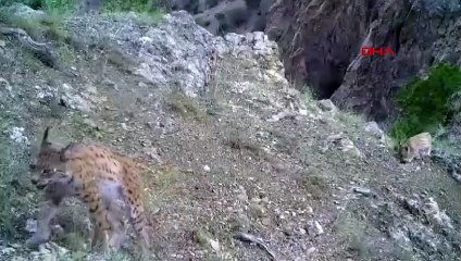 Images du lynx fantôme et des louveteaux de la jungle partagées