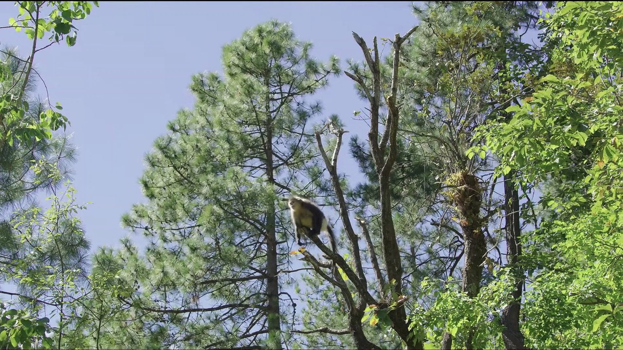 Back from the Brink: Saved from Extinction | movie | 2019 | Official Trailer