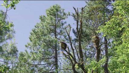 Back from the Brink: Saved from Extinction | movie | 2019 | Official Trailer