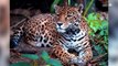 Registran la presencia de jaguar entre Jalisco y Zacatecas