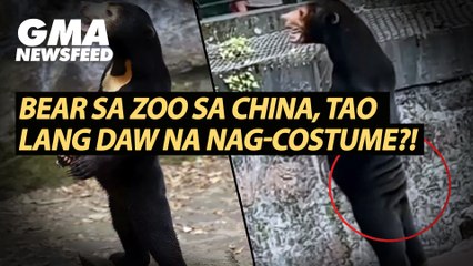 Bear sa zoo sa China, tao lang daw na nag-costume?! | GMA News Feed
