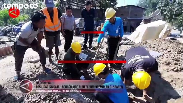 Fosil Gading Gajah Berusia 800 Ribu Tahun Ditemukan di Sragen