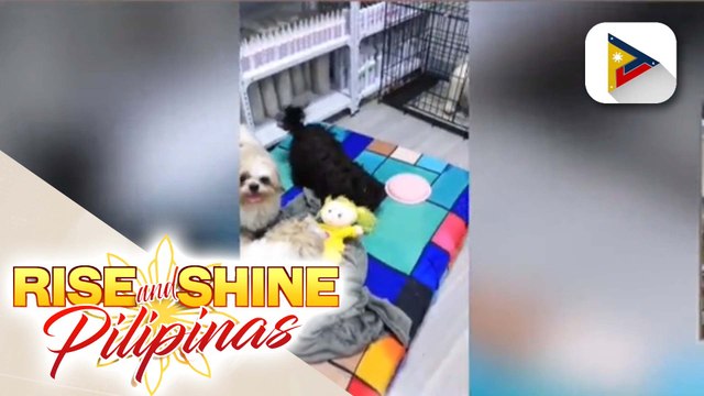 DOH: Bilang ng mga kaso ng leptospirosis sa bansa, tumaas