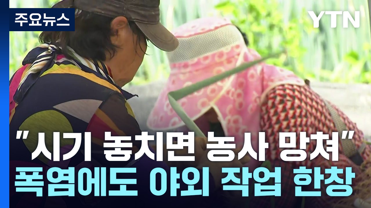폭염에 더 바쁜 농가..."수확 시기 놓치면 농사 망쳐" / YTN