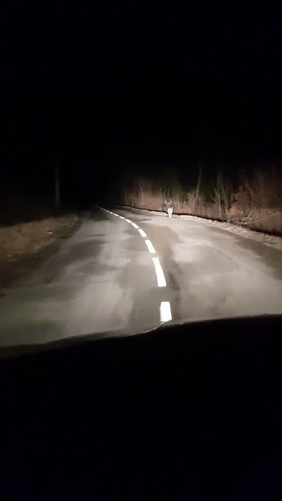 (1) Non au loup