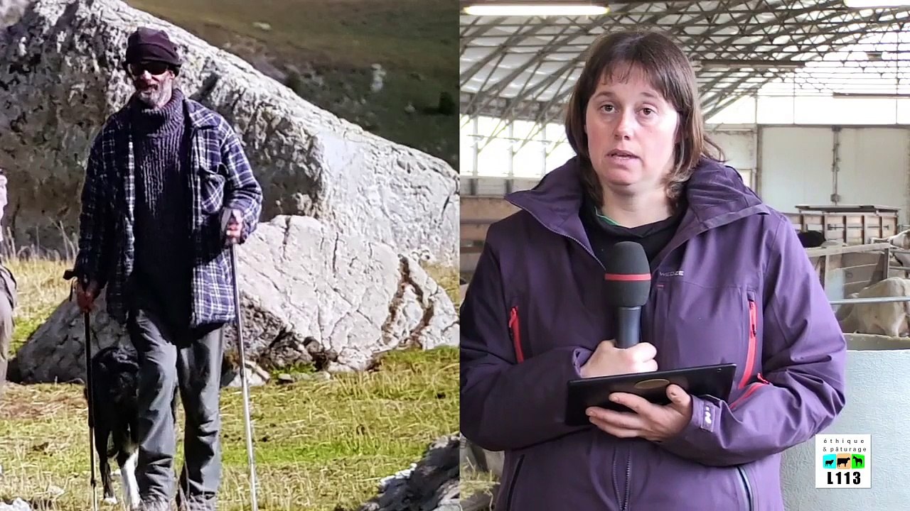 ✅” Marche avec les loups” , EXPLICATIONS DES PROPRIÉTAIRES DES BREBIS DU  FIL...