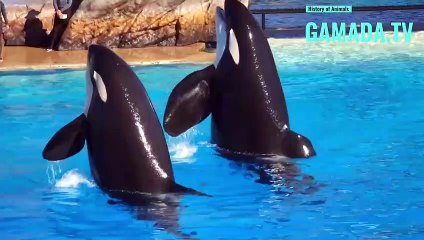 10 Most Terrifying Animals on The Planet