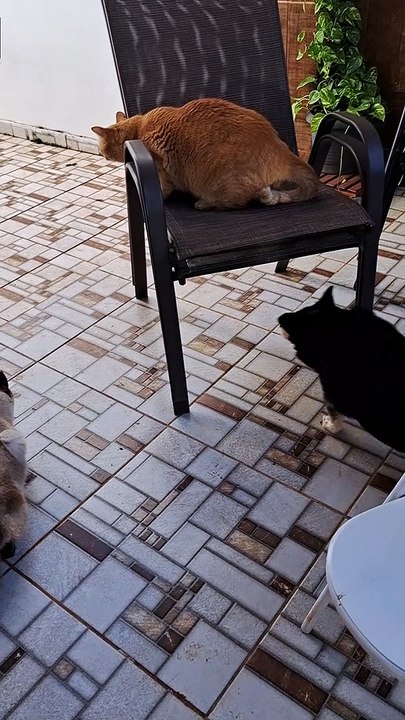 Dog Ruins Hunt With Enthusiastic Charge