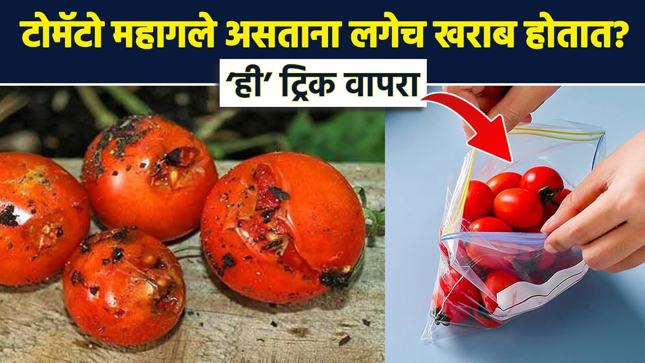 पावसाळ्यात टोमॅटो कधीच खराब होणार नाहीत | How To Keep Tomato Fresh For A Long Time | RI3
