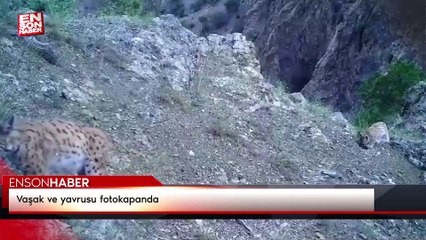 Vaşak ve yavrusu fotokapanda