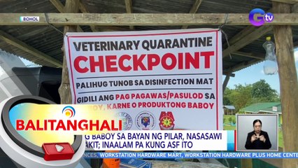 Ilang baboy sa bayan ng Pilar sa Bohol, nasasawi sa sakit; inaalam pa kung ASF ito | BT