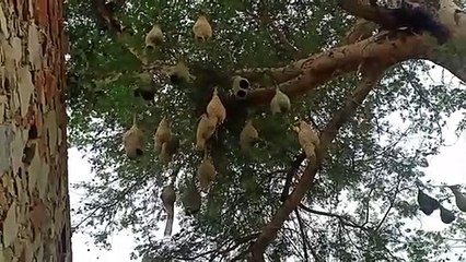 ऐसा पक्षी जो इंजीनियर से कम नहीं, देखें वीडियो