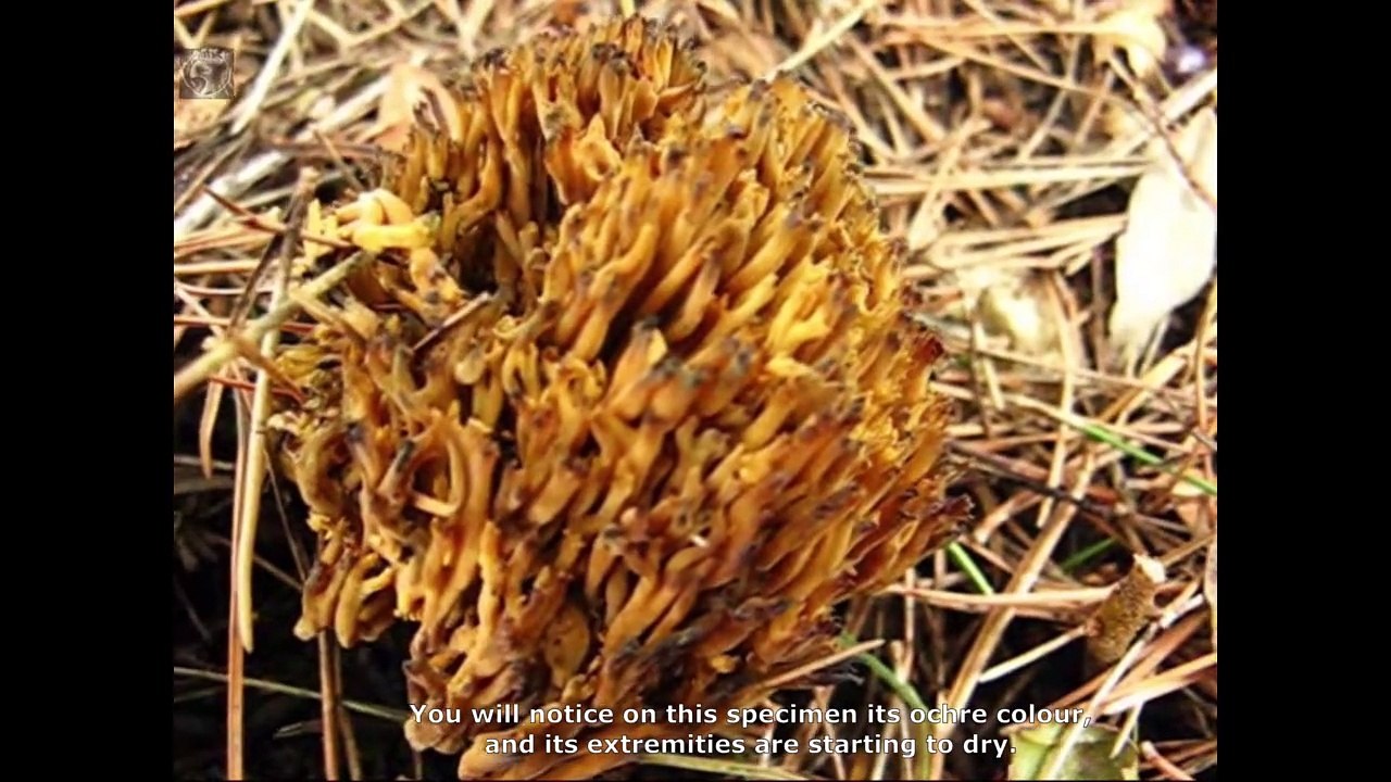 Ramaria flaccida. Champimaginatis. English Text