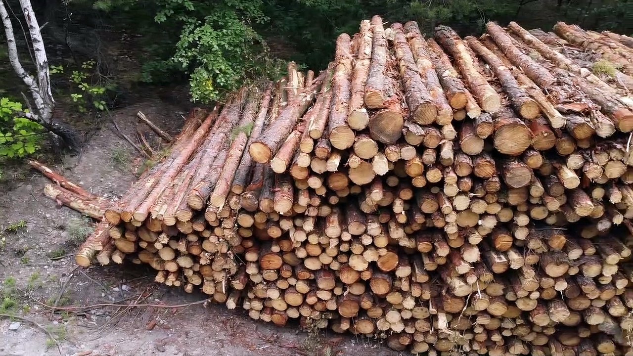 Bolesław - wycinka lasu pod zalew pokopalniany