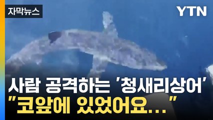 [자막뉴스] "코앞에 상어가..." 강릉 앞바다서 발견된 '청새리상어' / YTN