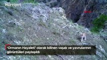 'Ormanın Hayaleti' olarak bilinen vaşak ve yavrularının görüntüleri paylaşıldı