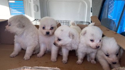 Türkiye'ye kaçak getirilen 22 köpek, otomobilin ön koltuklarının altında bulundu