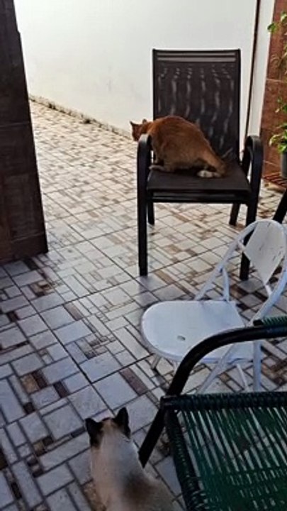 Dog Ruins Hunt With Enthusiastic Charge