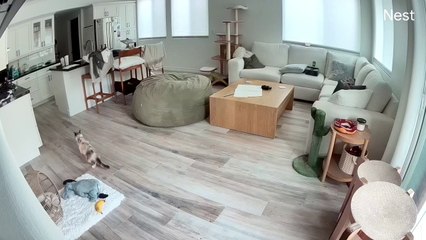 Puking Cat Targets Brother