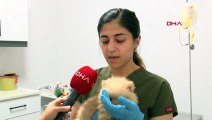Kaçak getirilen 22 köpek otomobildeki gizli bölmede bulundu