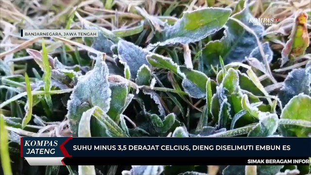 Suhu Minus 3,5 Derajat Celcius, Dieng Diselimuti Embun Es