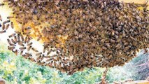 Some Facts about Honey Bee and Bee Keeping | شہد کی مکھی کے متعلق حقائق | Apiculture | Education