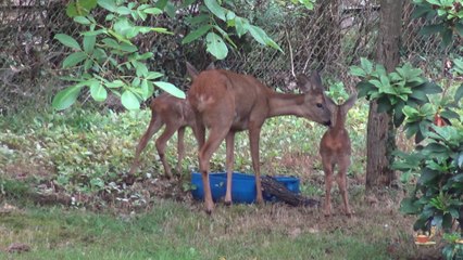 Faons au jardin 3ème épisode