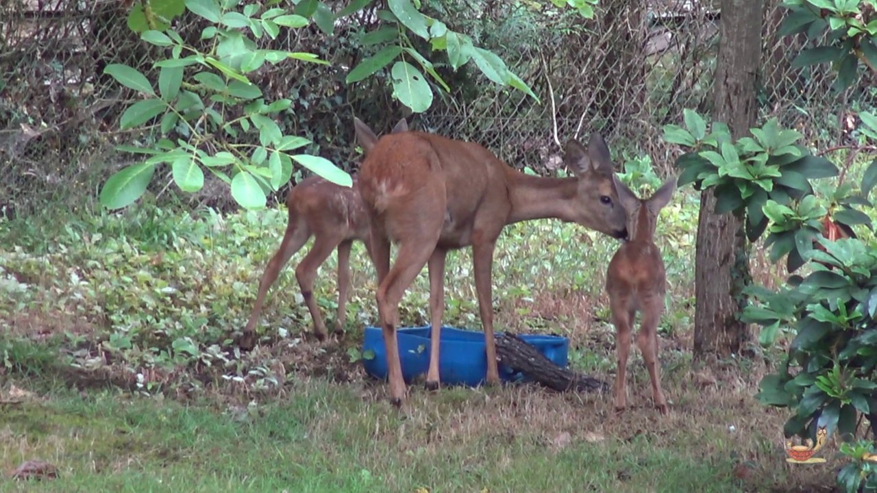 Faons au jardin 3ème épisode