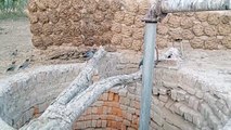 Bank Myna (Acridotheres ginginianus) Nesting in the Well | Bank Myna's Call | Birds of Pakistan | V2