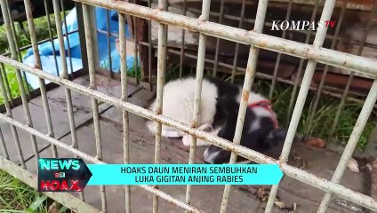 Daun Meniran Dapat Sembuhkan Rabies | NEWS OR HOAX