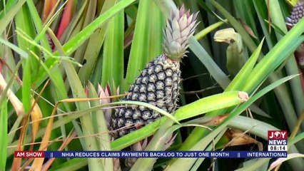 Post-Harvest Losses: Farmers at KEEA bemoan the lack of ready market