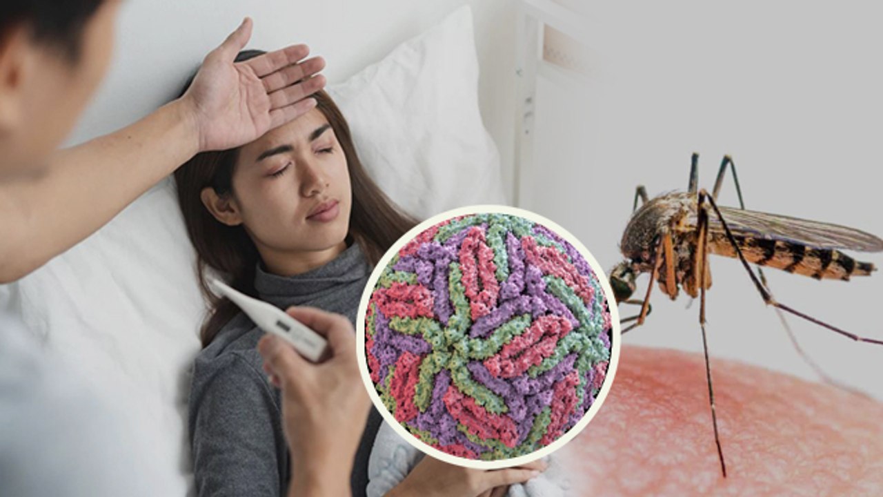 Dengue Den 2 Strain क्या है | Dengue Den 2 Strain Se Bachao Kaise Kare | Boldsky