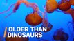 Paleontologists Find Oldest Jellyfish Fossil Ever Discovered