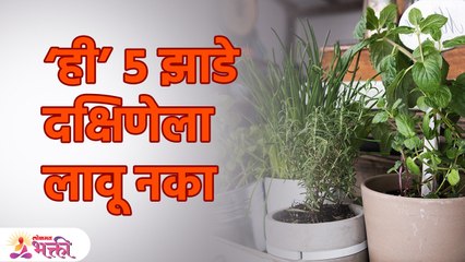 घराच्या दक्षिणेला ही ५ रोपं लावल्याने होतो अनर्थ 5 Plants to Never Keep Inside Your House | KA3