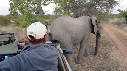 Elephant Scratches Butt On Safari Vehicle | Wild-ish TV