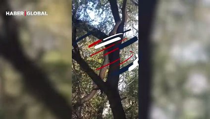 Dev anakonda ağaca tırmanırken görüntülendi