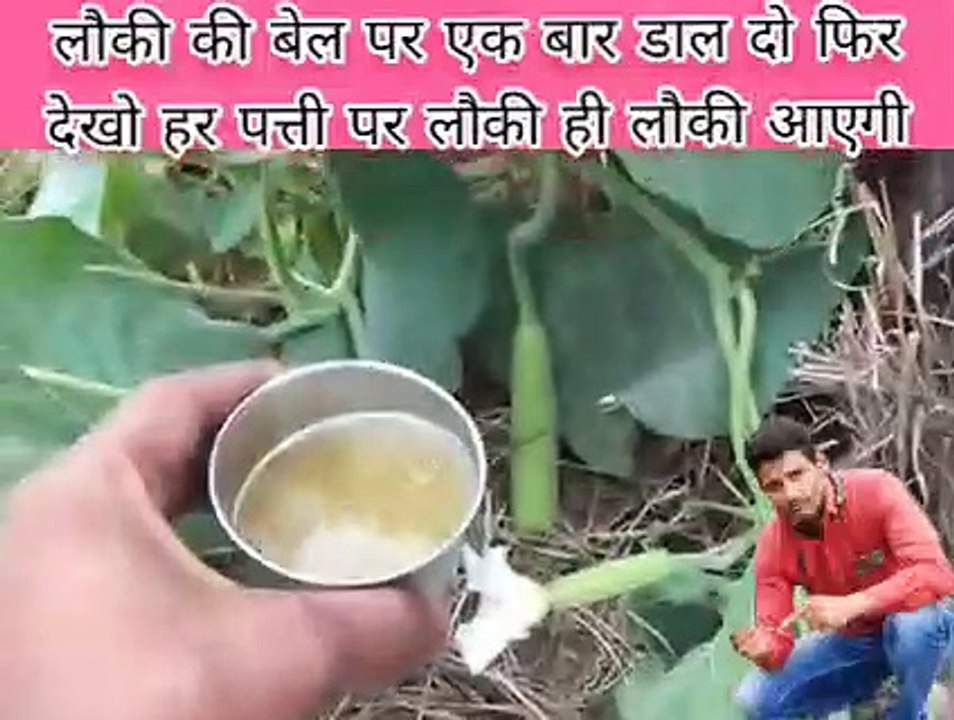 लौकी की वेल पर यह जैविक खाद एक बार डाल दो आएंगी 1000 लौकी फल