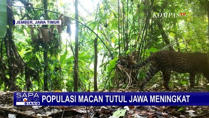Populasi Macan Tutul Jawa di Taman Nasional Meru Betiri Meningkat
