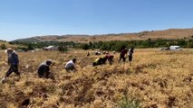 Tunceli’de komünist belediyenin hasat şenliği başladı