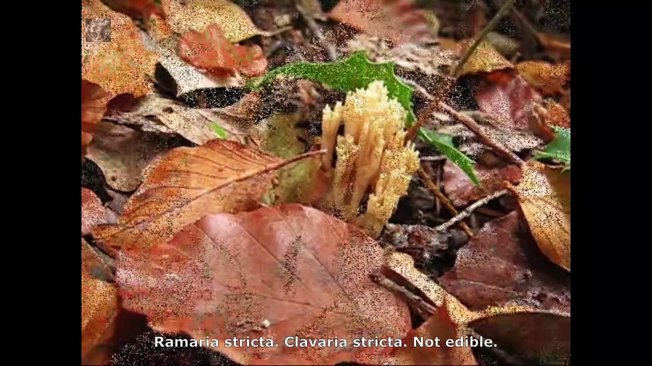 Ramaria stricta. Champimaginatis. English Text
