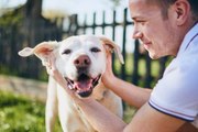 Los Dueños Se Gastan 100 Euros Al Mes En Sus Mascotas