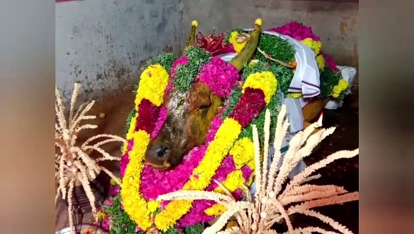 மதுரையில் ஜல்லிக்கட்டு காளை உயிரிழப்பு; சோகத்தில் மூழ்கிய ஒட்டுமொத்த கிராமம்