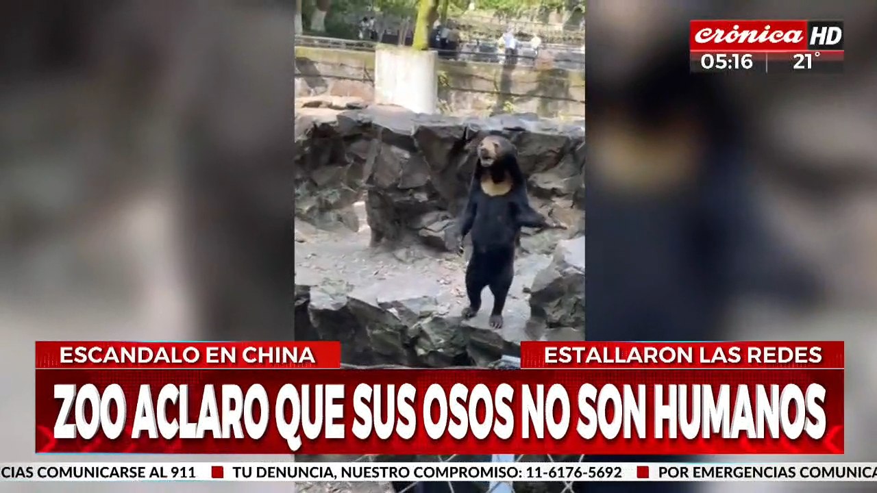 Insólito video: zoológico chino niega que sus osos sean humanos disfrazados