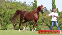 Beautiful Arabian Stallion Horses (Gift For Horse Lovers)