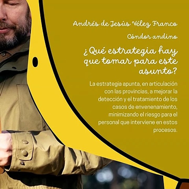 -ANDRÉS DE JESÚS VÉLEZ FRANCO- EL CÓNDOR ANDINO: ¿CÓMO PODEMOS EVITAR SU EXTINCIÓN? (PARTE 2) (@AndresdeJesus90)