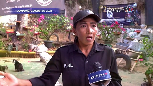 Keren! Komunitas Ini Rela Tampung dan Rawat Kucing Jalanan yang Sakit